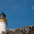 Northern Gannets (Morus bassanus) 5, Bass Rock, Scotland, UK